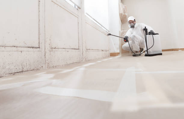 24/7 Emergency Basement Mold Remediation experts in Buffalo Grove, IL