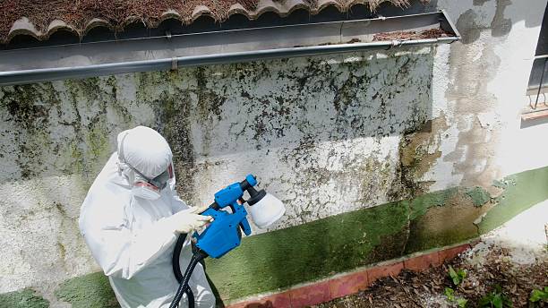Top rated local Basement Mold Remediation specialists in Buffalo Grove, IL